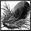 Chough Feather