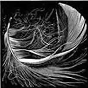 Swan Feather