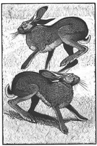 March Hares