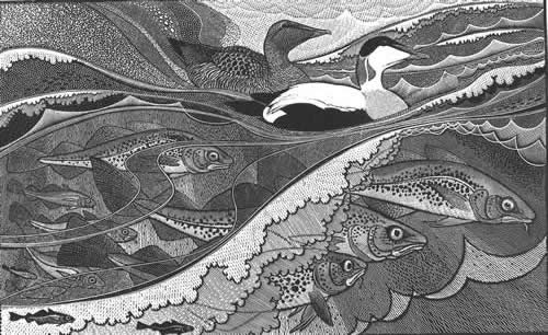 Eider and Cod