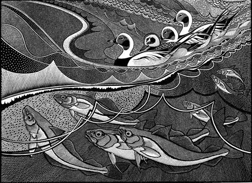 Long-tailed Duck and Whiting