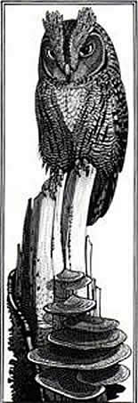 Scops Owl