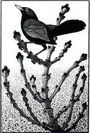 Blackbird about to Sing