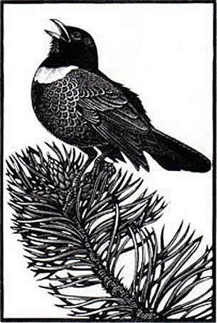 Ring Ouzel
