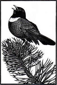 Ring Ouzel