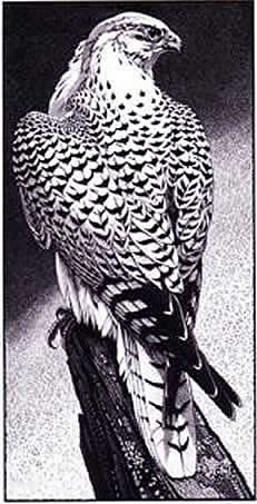 Gyrfalcon