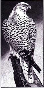 Gyrfalcon