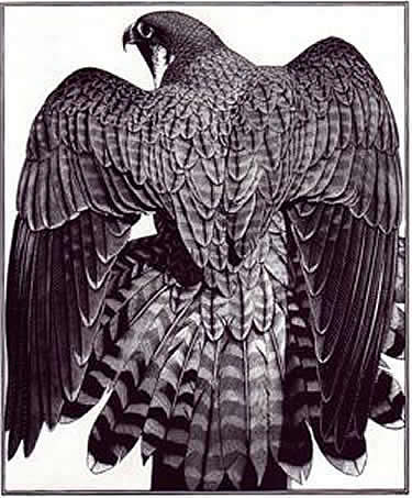 Peregrine Mantle