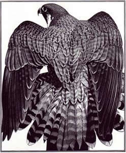 Peregrine Mantle