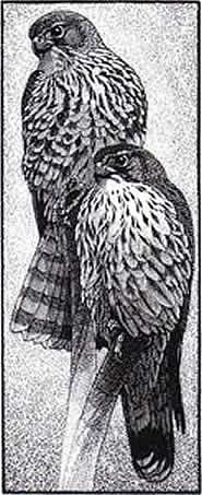 Merlins