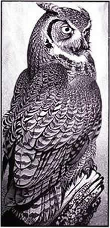 Great Horned Owl