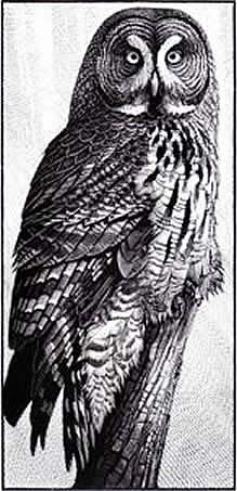 Great Grey Owl