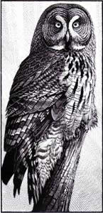 Great Grey Owl