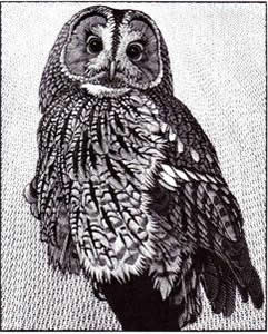 Tawny Owl II