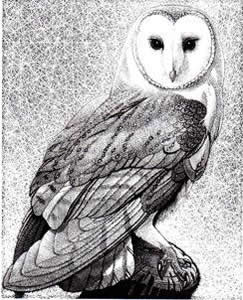 Barn Owl II